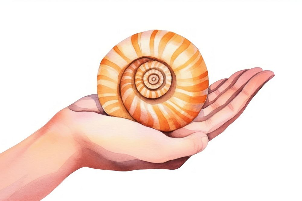 Hand holding saturn white background invertebrate seashell.