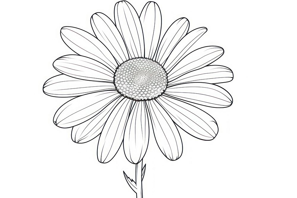 Daisy outline sketch drawing flower plant.