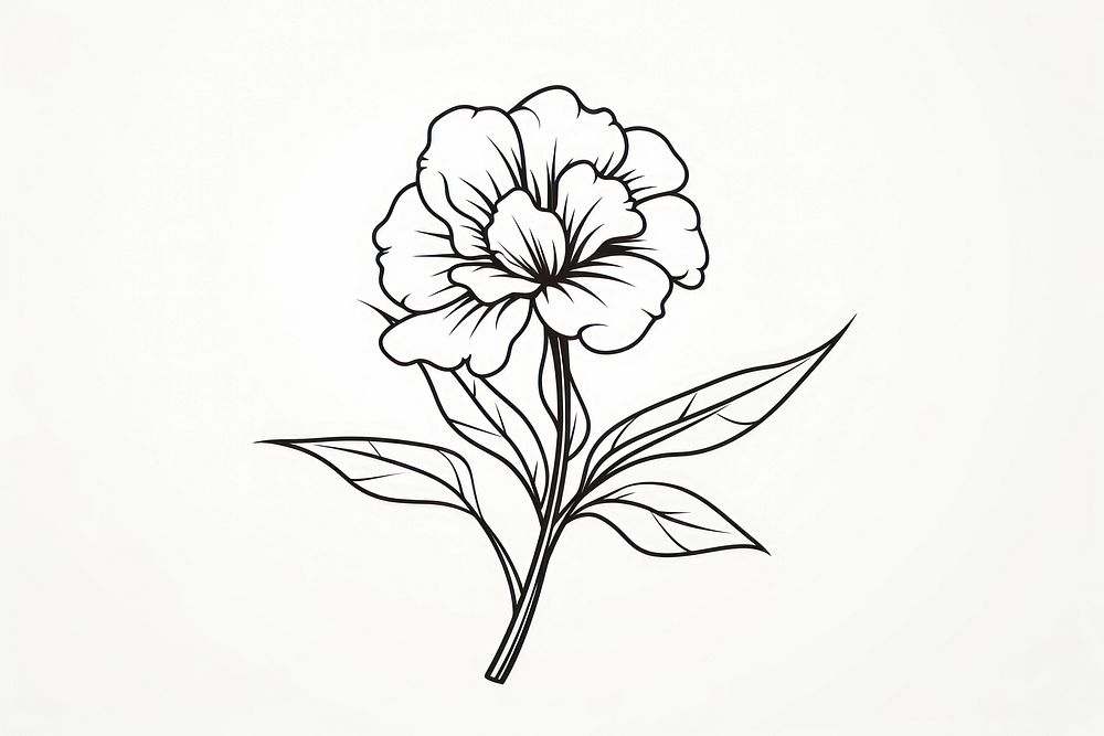 Flower outline sketch drawing plant white.
