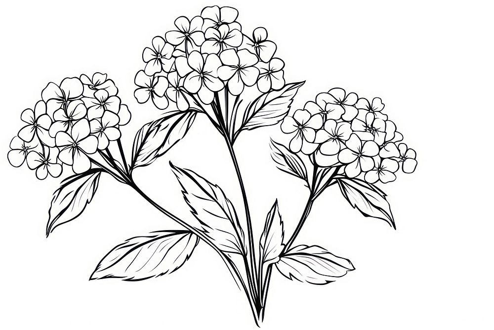 Hydrangea outline sketch drawing plant white.