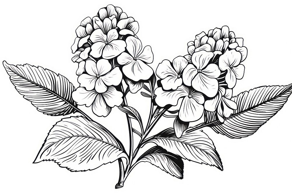 Hydrangea outline sketch drawing flower plant.