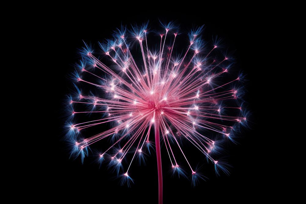 Pink firework fireworks dandelion outdoors.