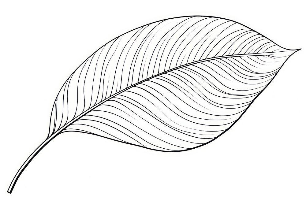 Leaf outline sketch drawing plant illustrated.