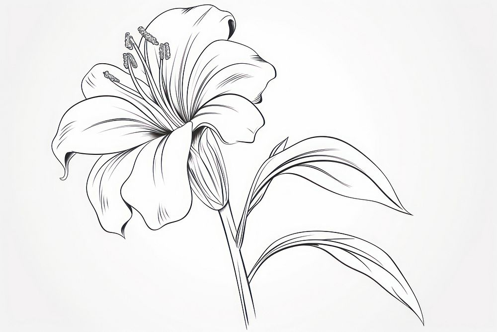 Lily outline sketch drawing flower plant.