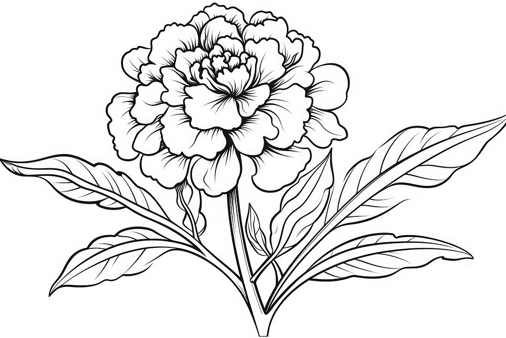 Marigold outline sketch drawing flower plant.