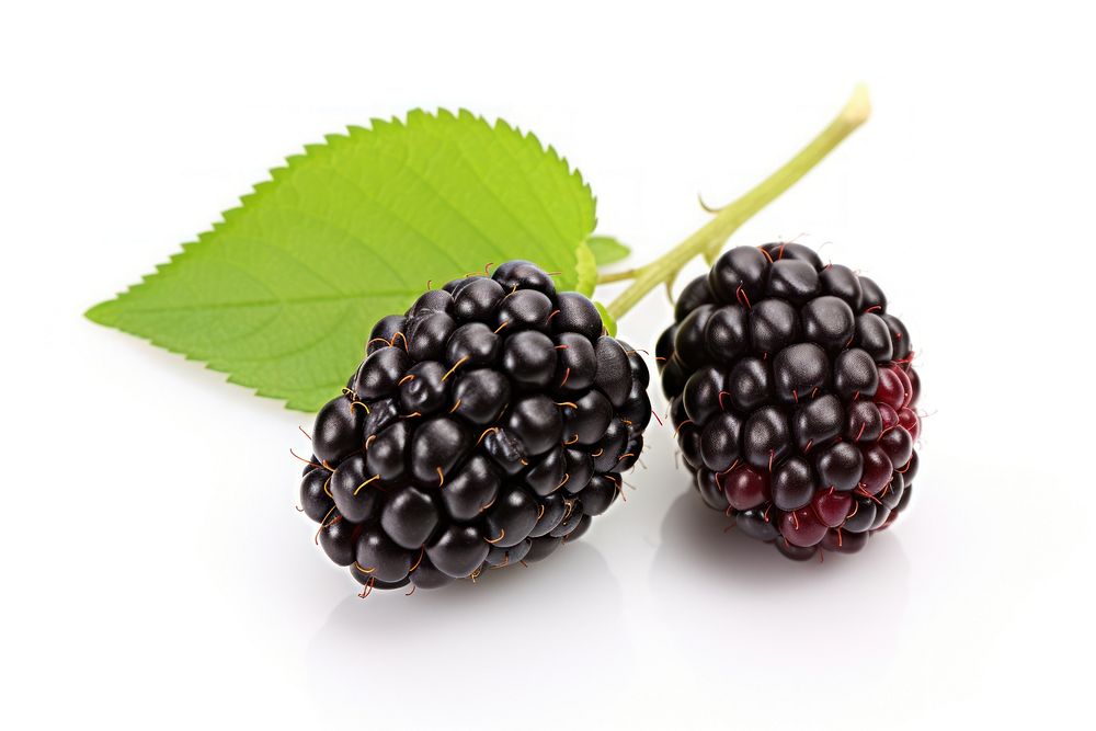 Boysenberry blackberry fruit plant.