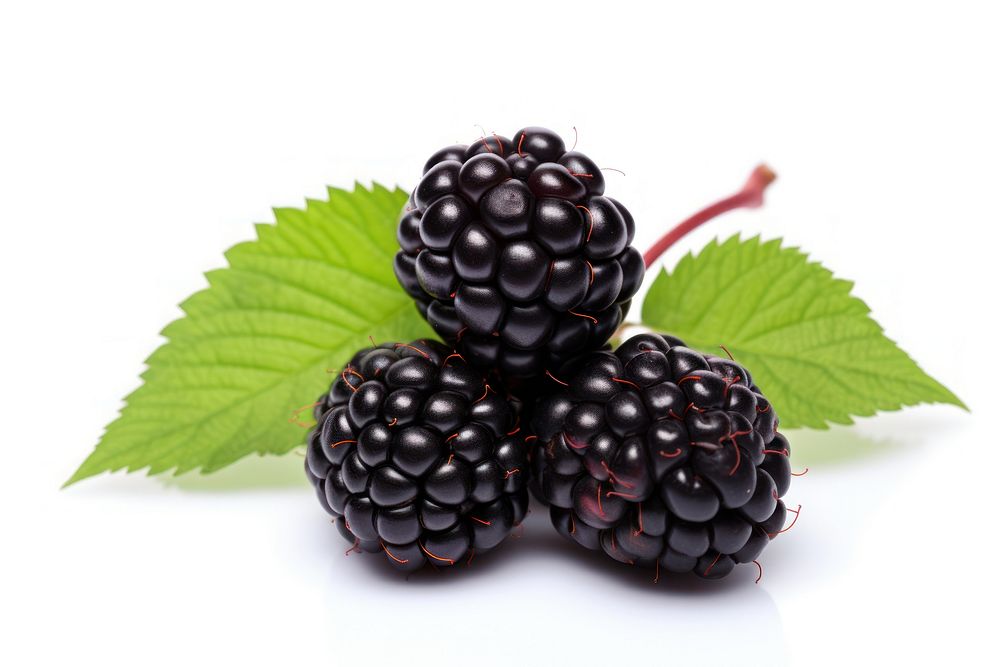 Boysenberry blackberry fruit plant.