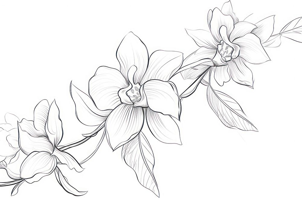 Orchid outline sketch pattern drawing flower.
