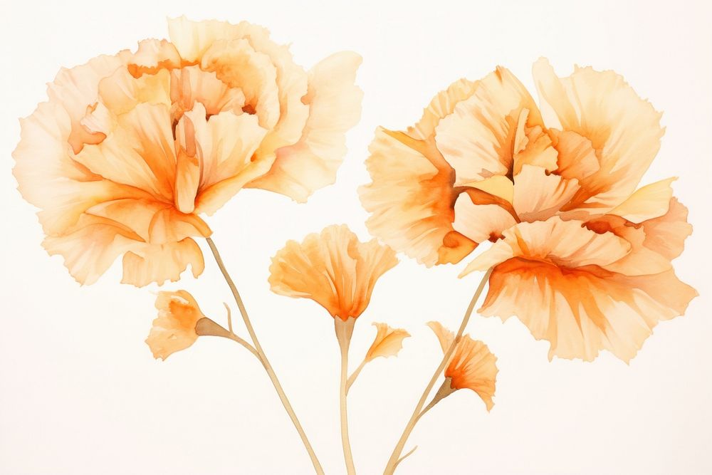 Carnation flowers watercolor background petal plant white background.