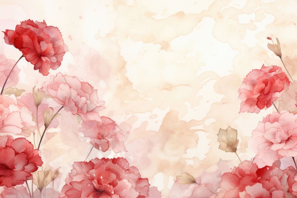 Carnation flowers watercolor background backgrounds blossom plant.