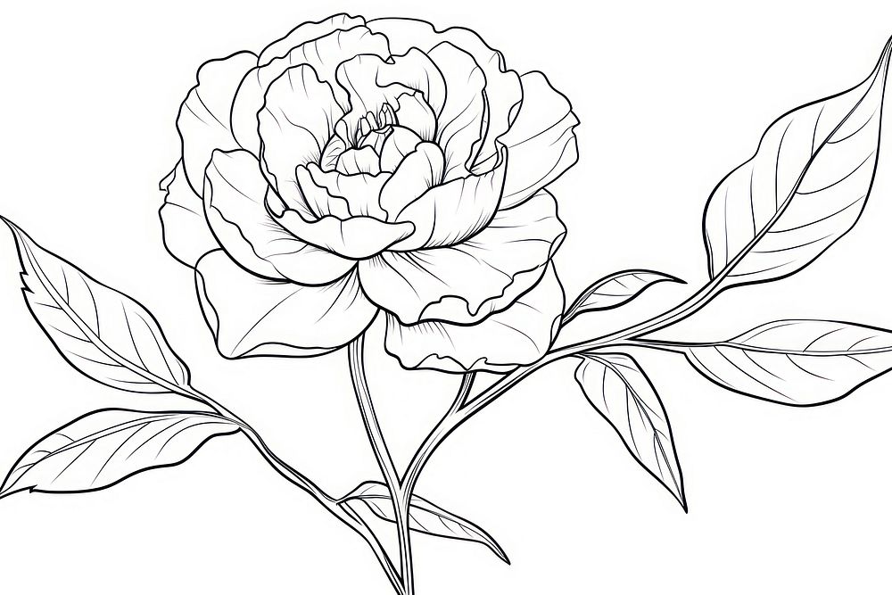 Peony outline sketch drawing flower plant.