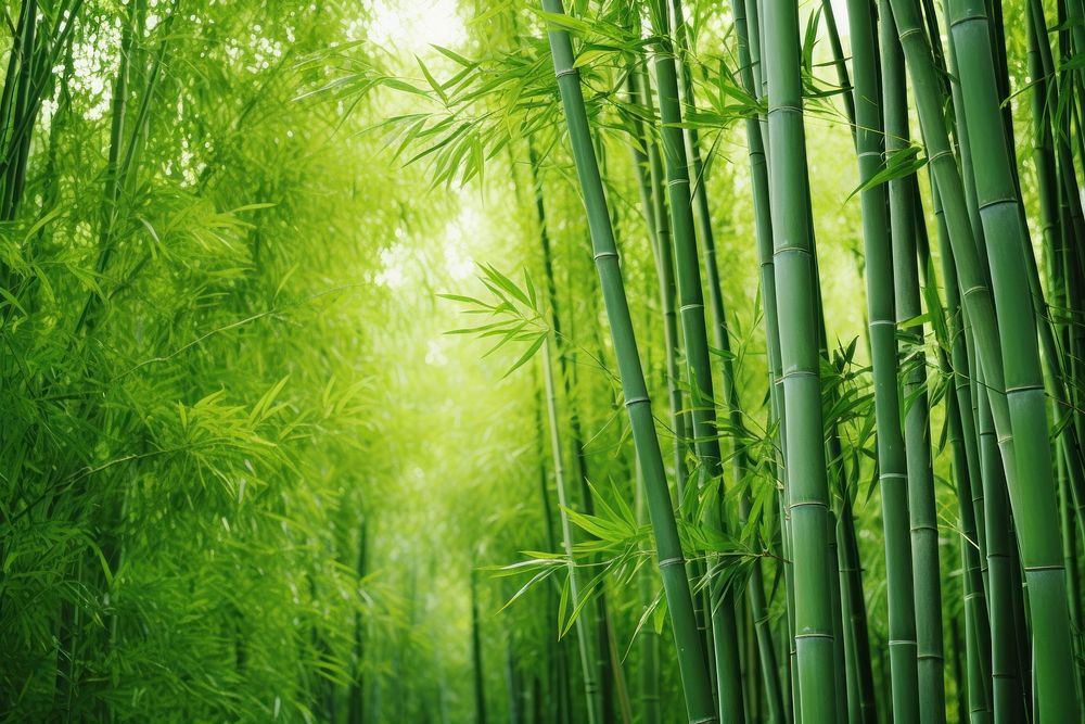 Bamboo grove nature backgrounds outdoors.