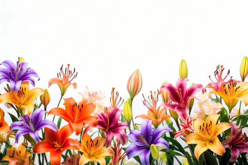 Colorful lilies field nature backgrounds outdoors.