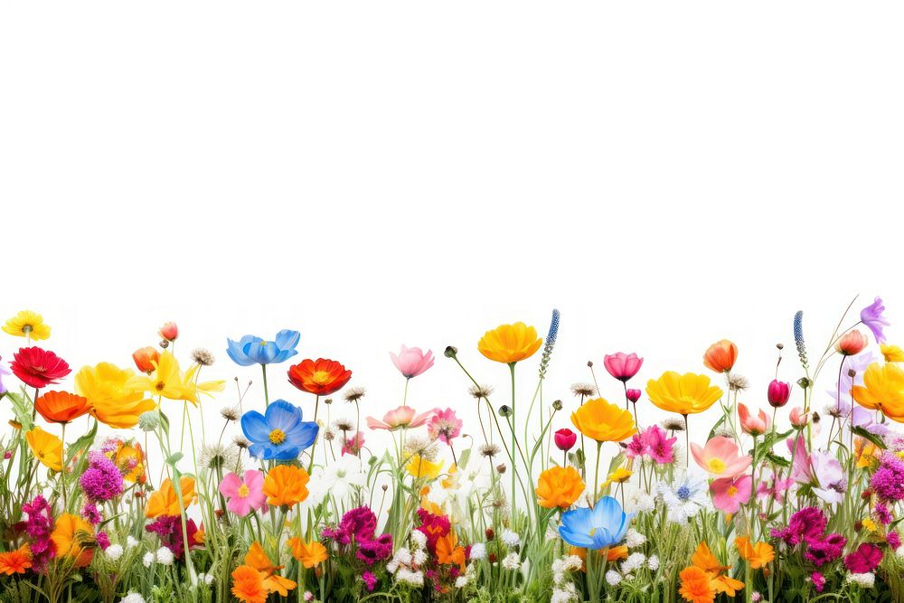 Colorful spring flowers field nature backgrounds grassland.