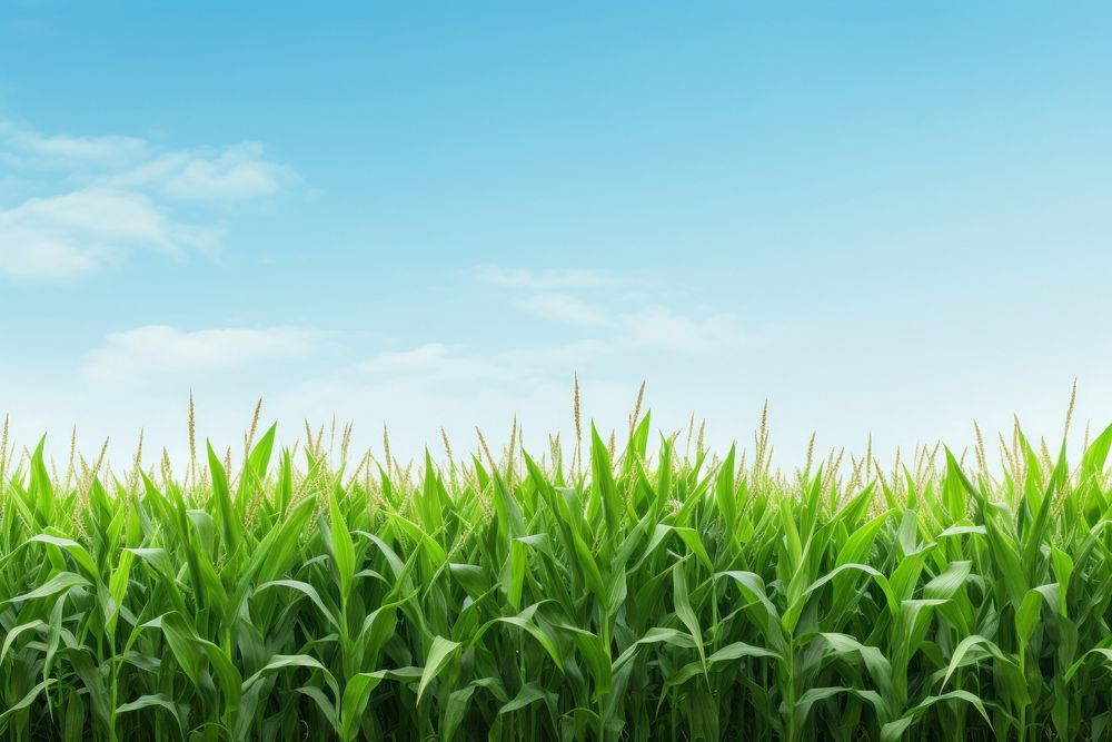 Corn field nature agriculture backgrounds.
