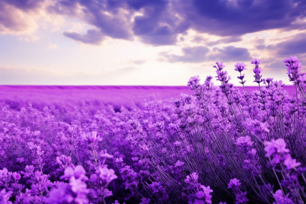 Purple flower field landscape nature backgrounds.