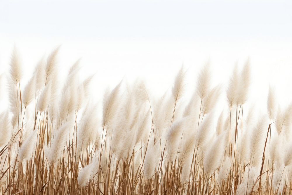 Pampas grass field backgrounds landscape nature.