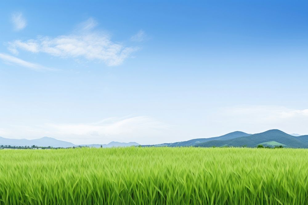 Rice field landscape nature sky.