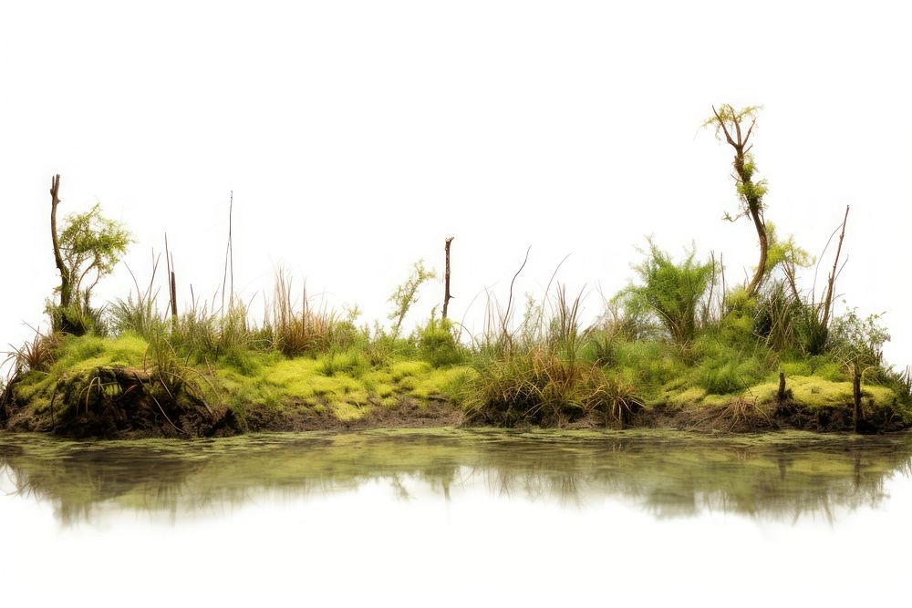 Swamp landscape nature vegetation.