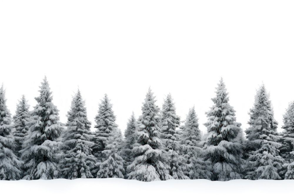 Snowy pine trees nature backgrounds landscape.