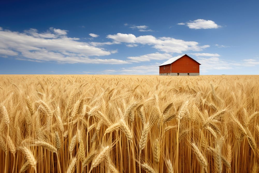 Nature field wheat architecture.