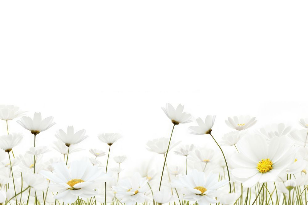 White flower field nature backgrounds outdoors.
