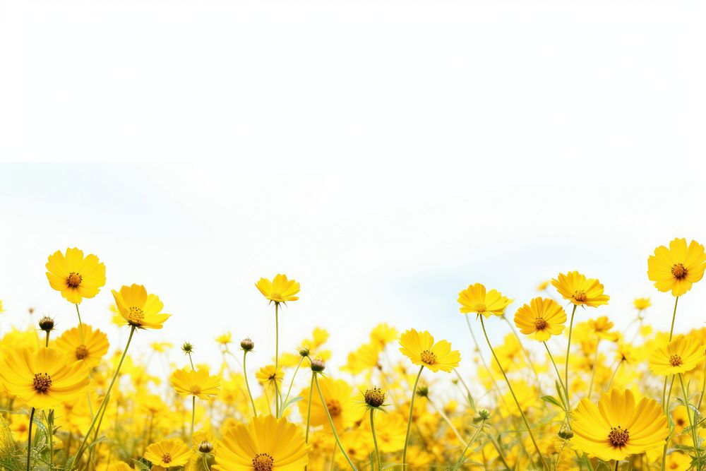 Yellow flower field landscape nature backgrounds.