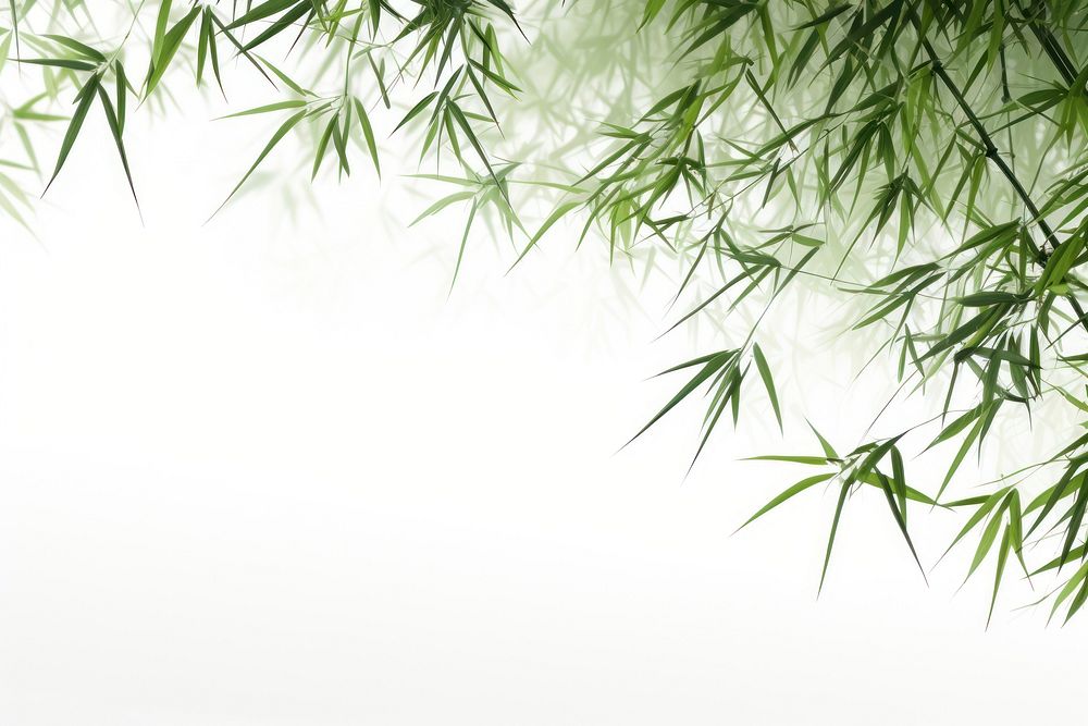 Bamboo trees backgrounds nature plant.
