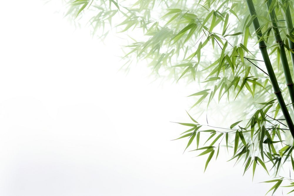 Bamboo trees backgrounds nature plant.