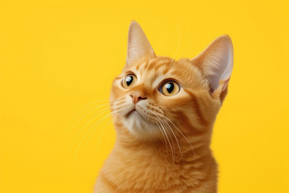 Confused orange cat animal mammal kitten.
