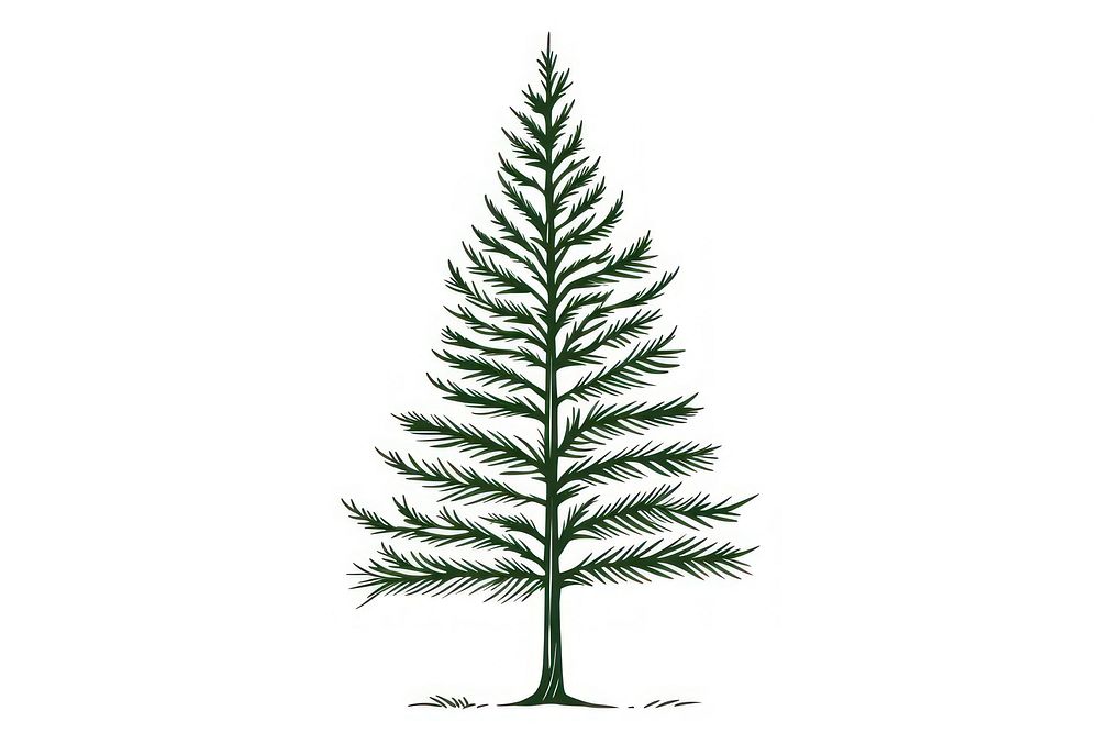 Pine tree outline sketch drawing plant fir.
