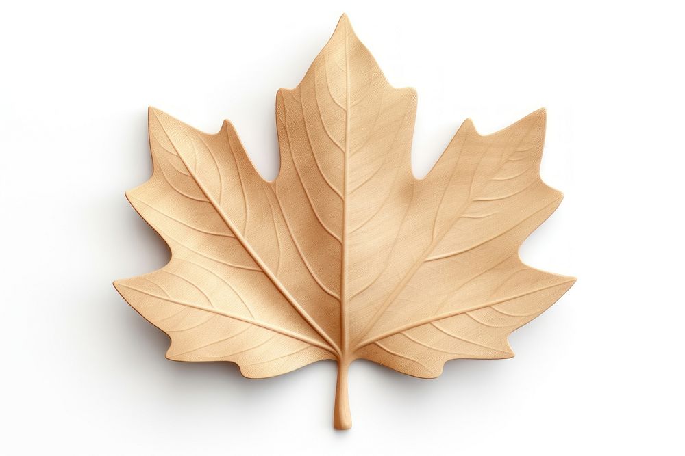 Maple leaf plant tree wood.