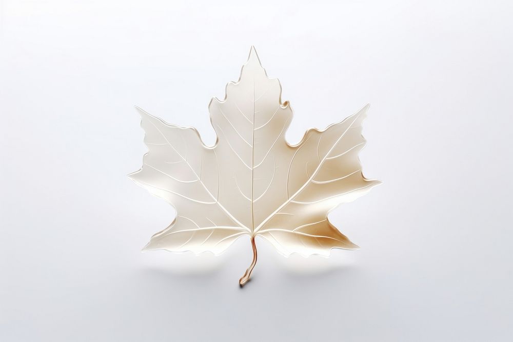 Maple leaf plant white tree.