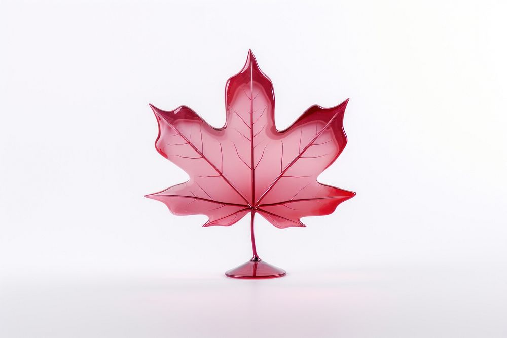 Maple leaf plant tree white background.