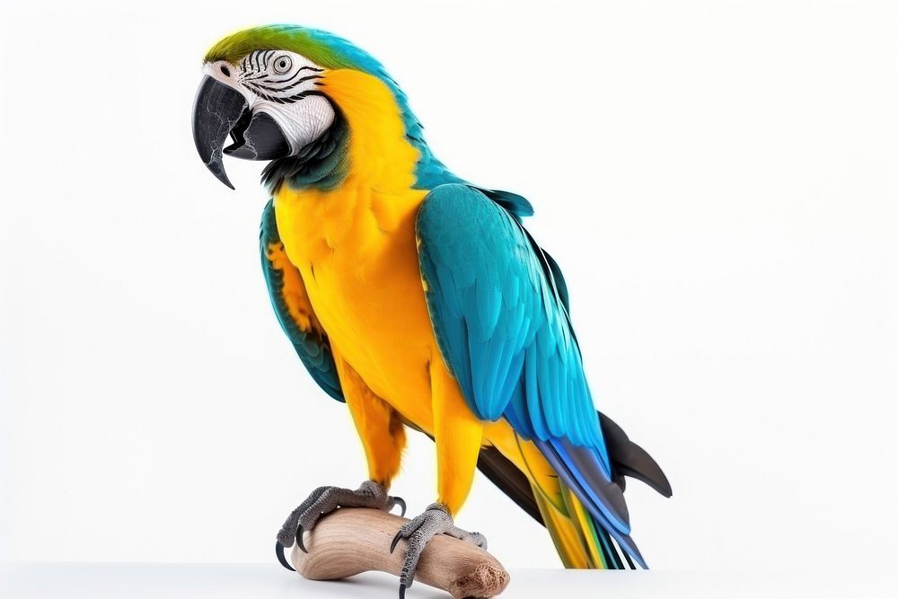 Blue and yellow macaw parrot animal bird wildlife.