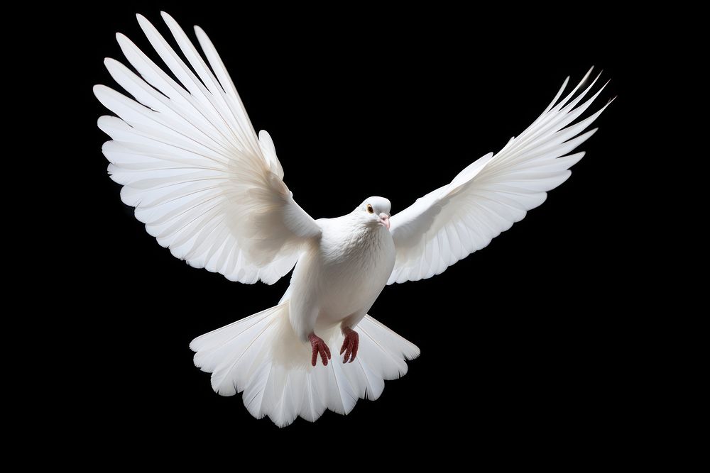 Free flying white dove animal bird wildlife.
