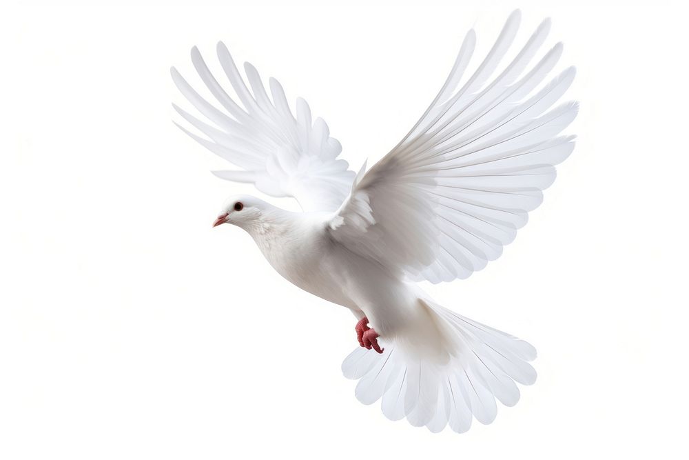 Flying white dove animal bird wildlife.