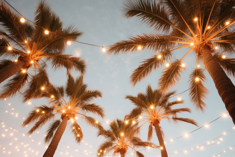 Palm trees outdoors light sky.