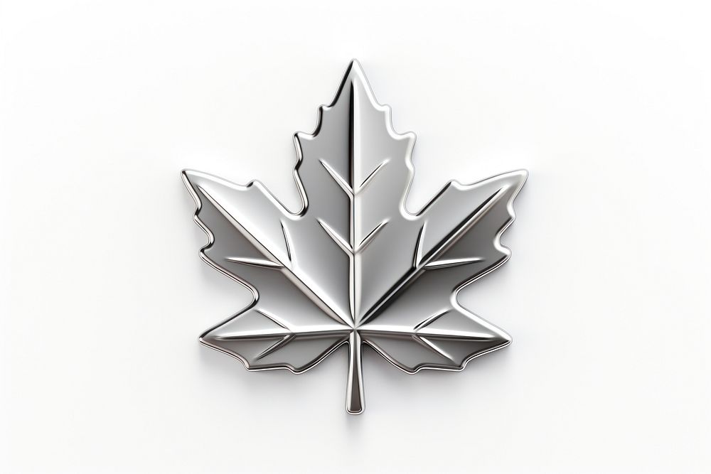 Maple leaf silver plant white background.