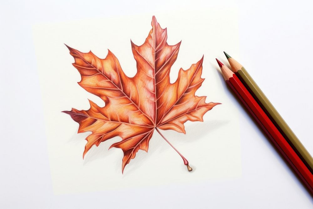 Floating fall leaves pencil maple plant.
