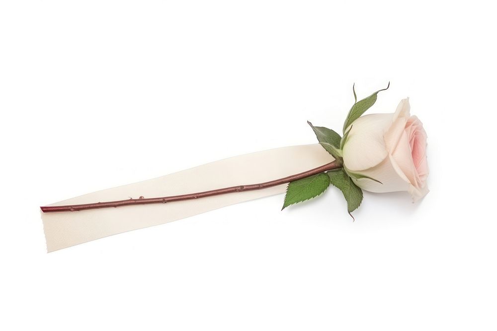 Minimal adhesive tape is stuck on the rose flower plant white background.