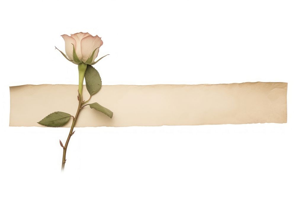 Minimal adhesive tape is stuck on the rose flower plant white background.
