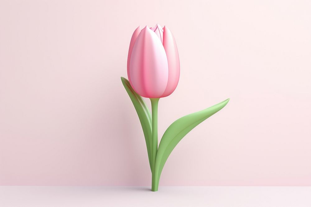 Pink tulip blossom flower plant.