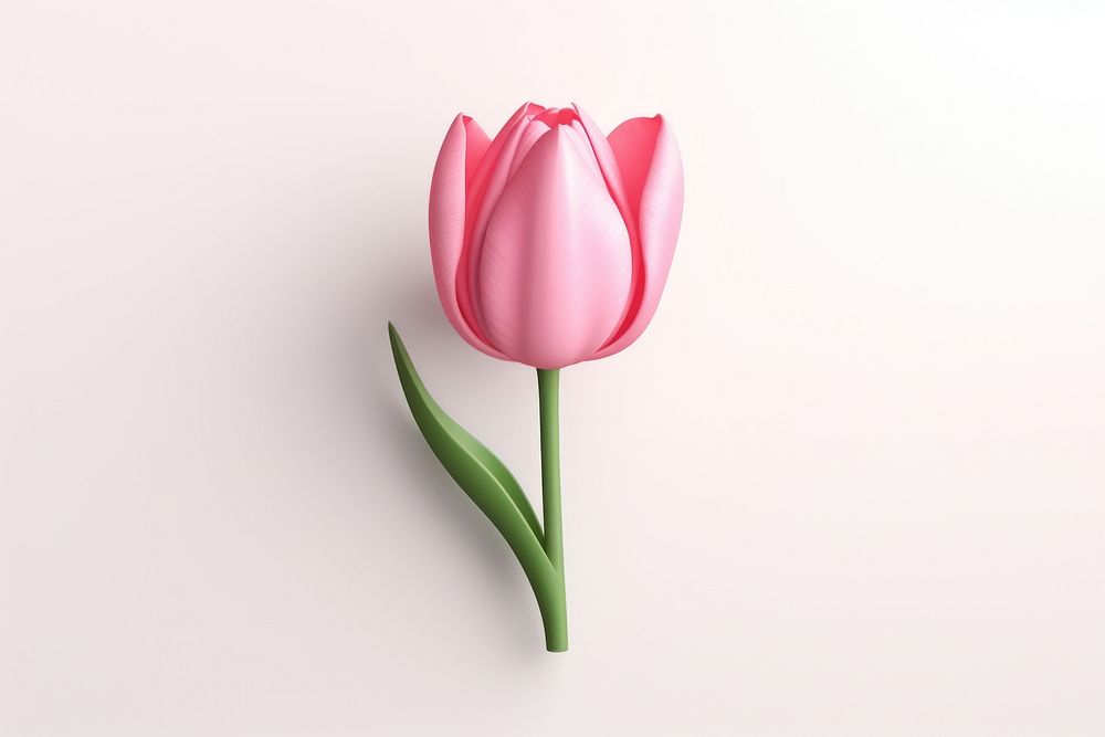Pink tulip flower plant pink.