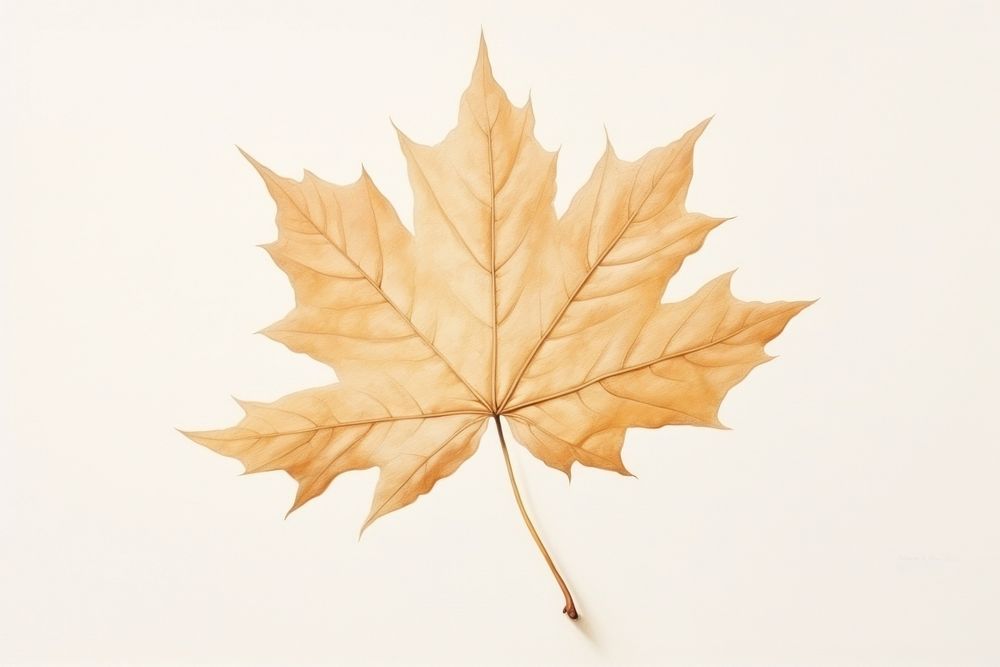 Maple plant leaf tree.