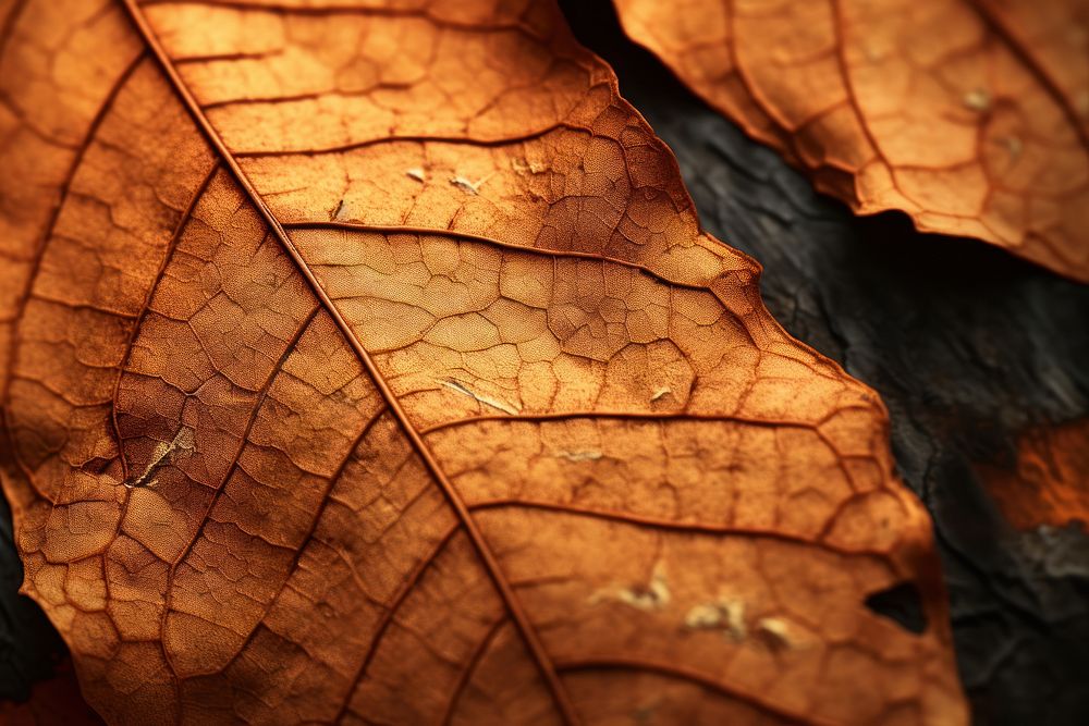 Fall leave leaves plant leaf.