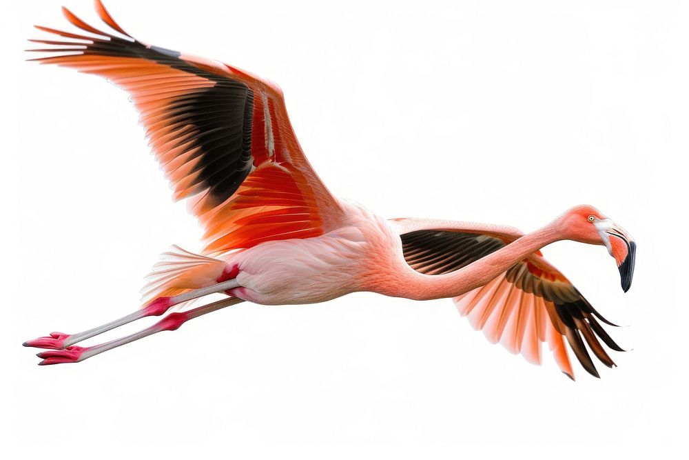 Flying flamingo animal bird beak.