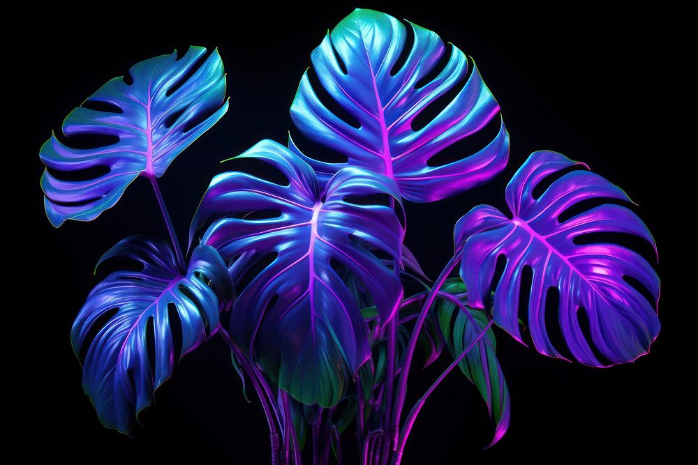Neon Monstera deliciosa plants individaul purple light leaf.