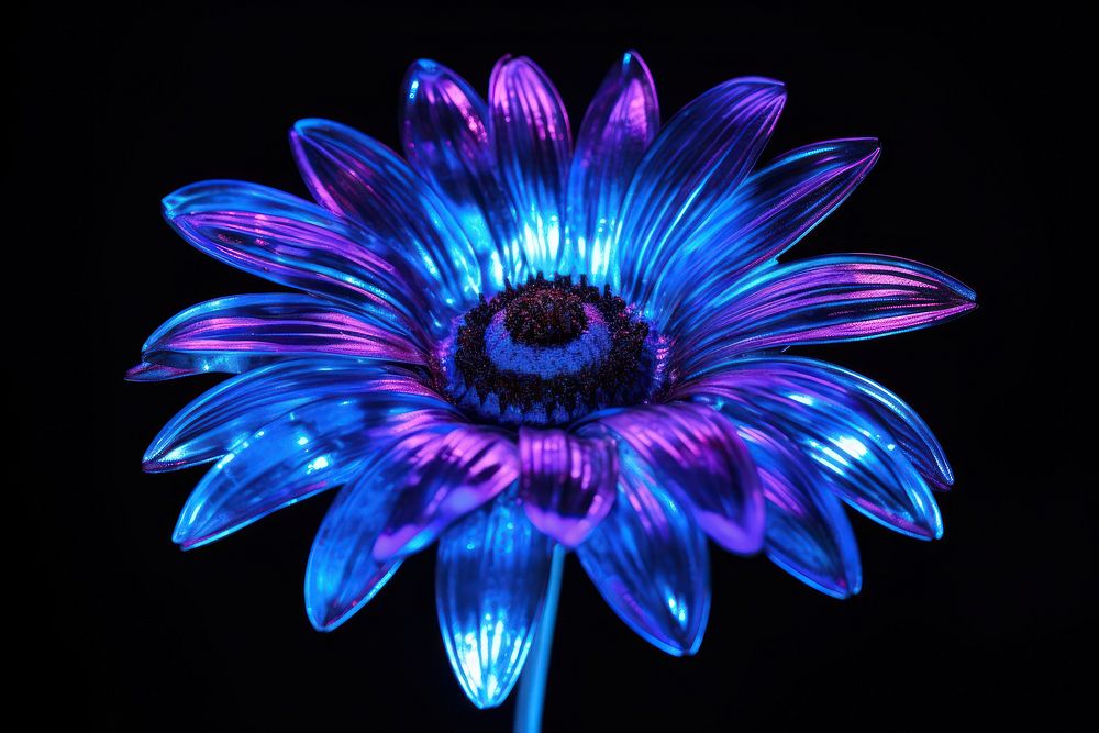 Neon sunflower light nature night.