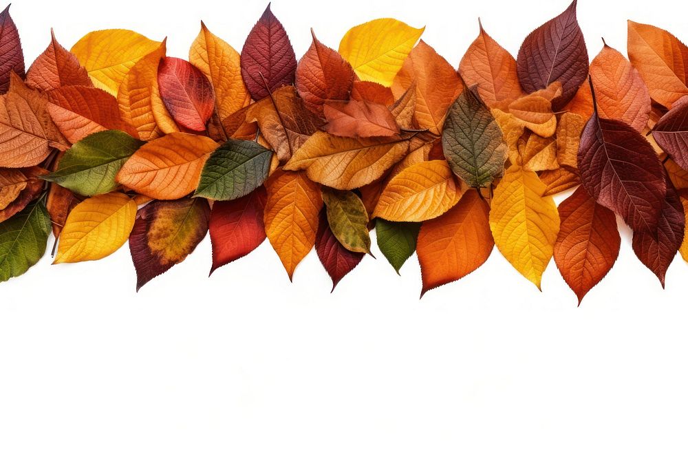 Fall leaves backgrounds plant leaf.